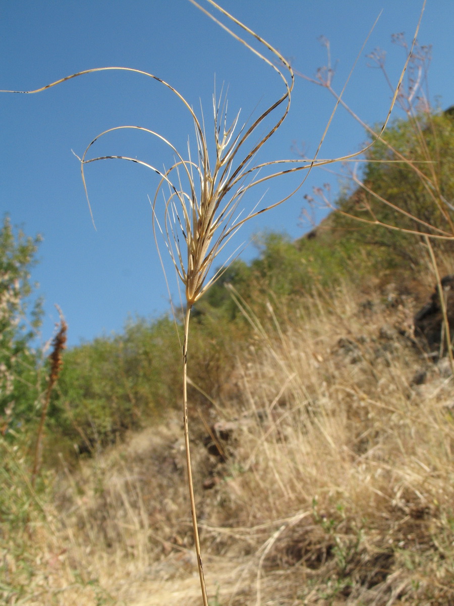 Изображение особи Taeniatherum crinitum.