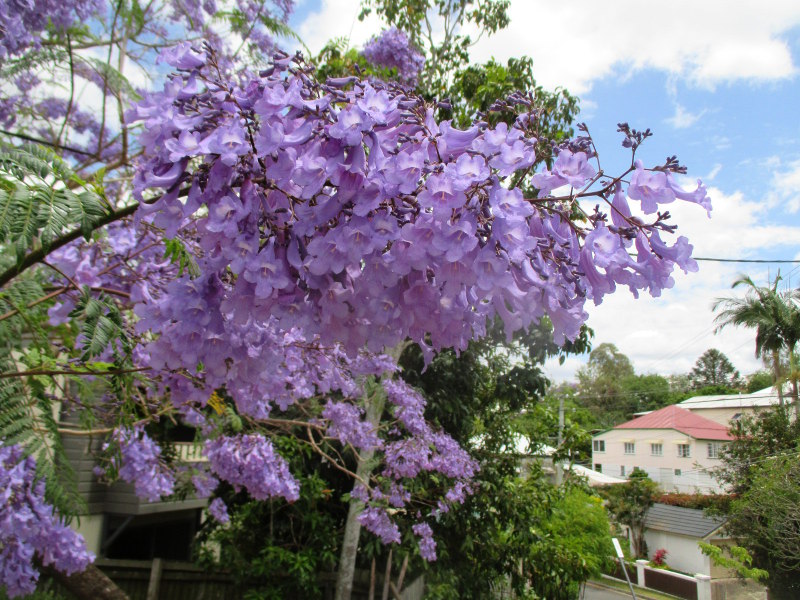 Изображение особи Jacaranda mimosifolia.