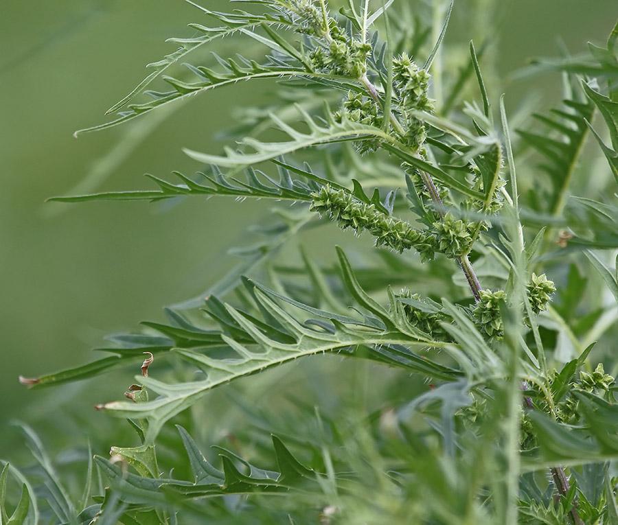 Image of Urtica cannabina specimen.