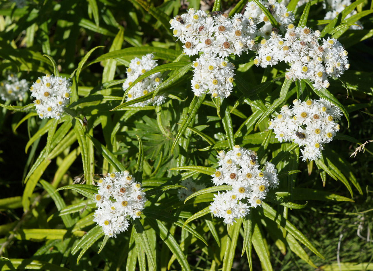 Image of Anaphalis margaritacea specimen.