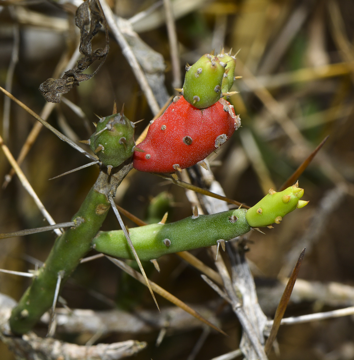 Изображение особи Cylindropuntia leptocaulis.