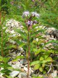 Lactuca sibirica