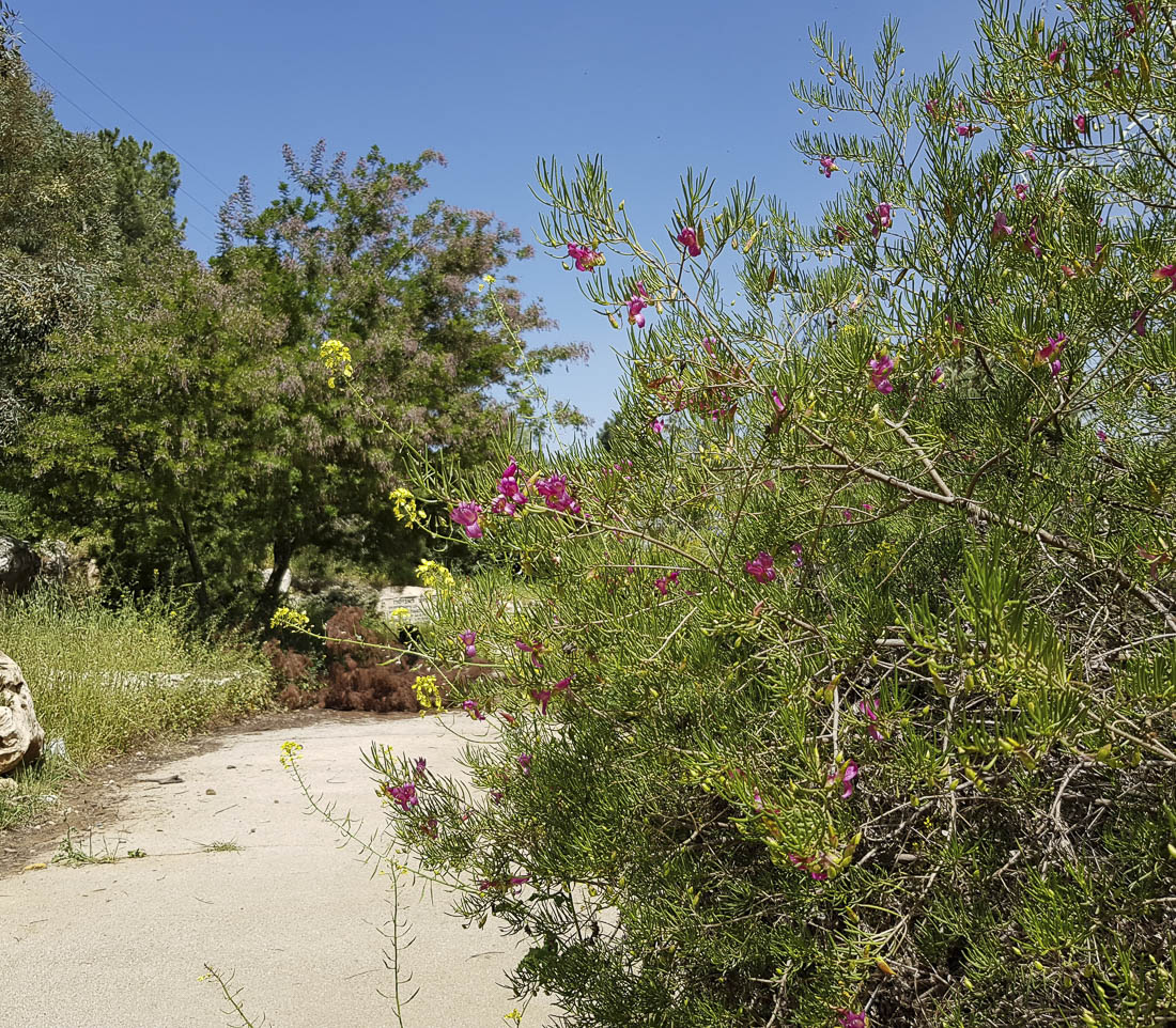 Image of Eremophila alternifolia specimen.