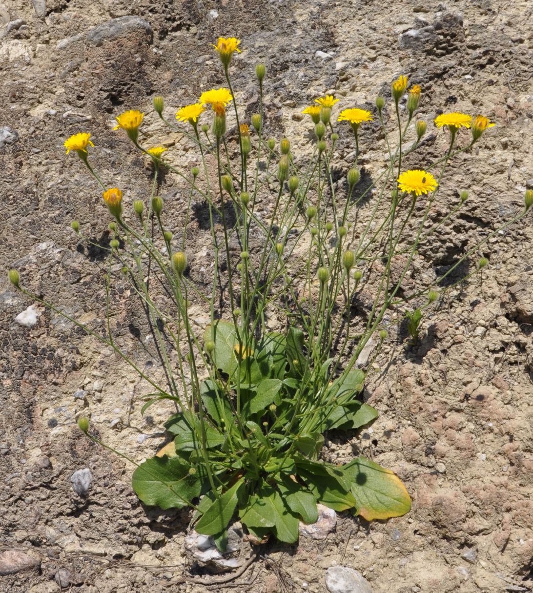 Изображение особи Hypochaeris achyrophorus.