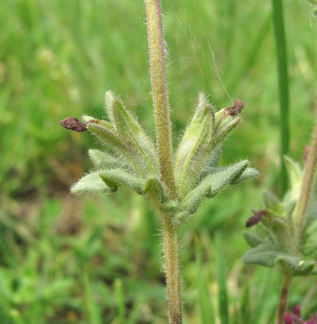 Image of Parentucellia latifolia specimen.