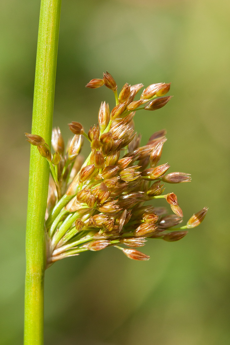 Image of Juncus effusus specimen.