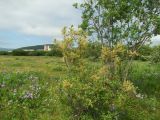 Salix bebbiana