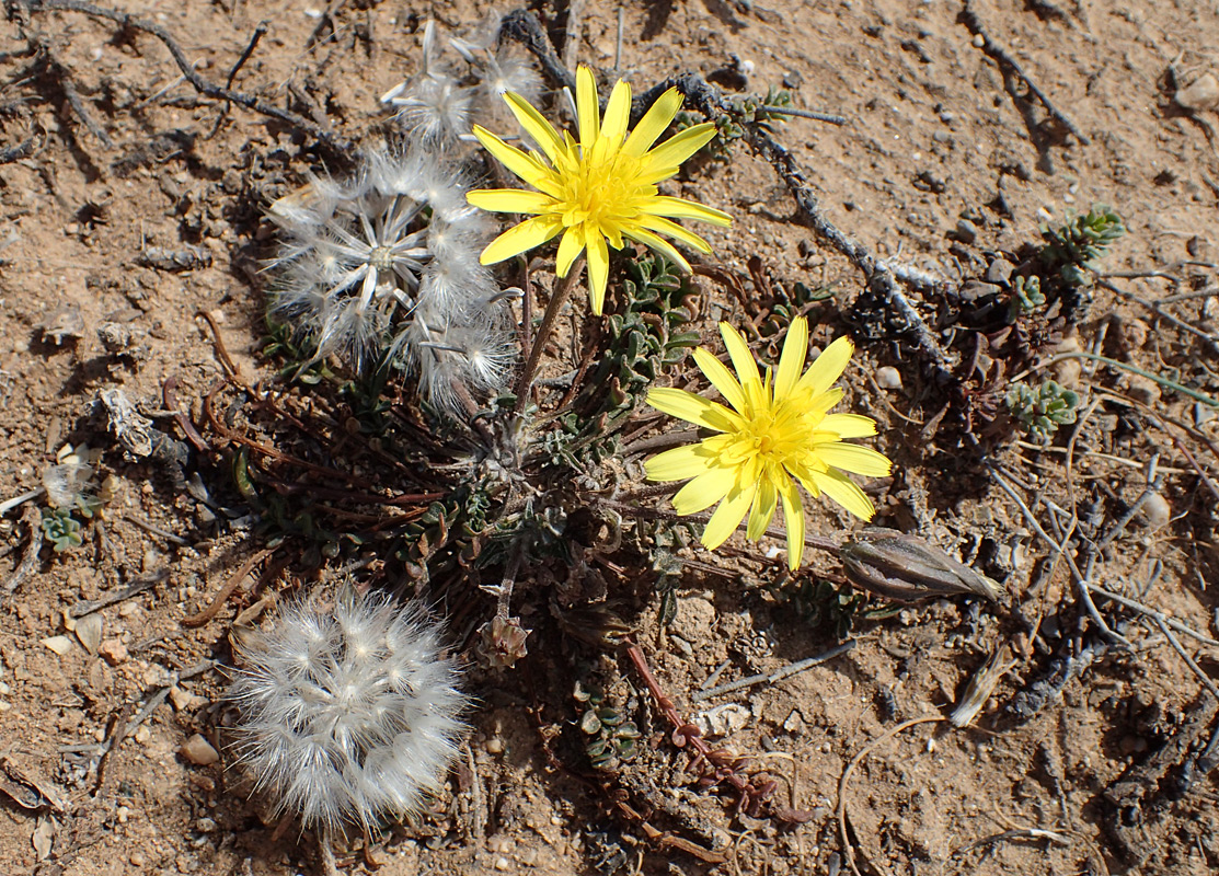 Image of Scorzonera cana specimen.