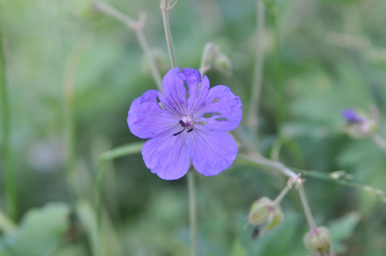 Image of Geranium kemulariae specimen.