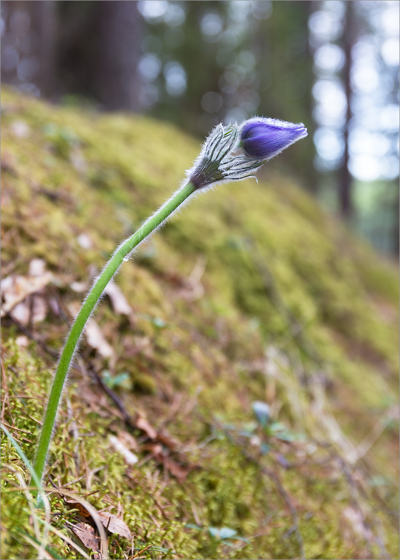 Image of Pulsatilla patens specimen.