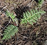 familia Asteraceae. Вегетирующее растение. Республика Кипр, епархия Левкосия (επαρχία Λευκωσίας), г. Никосия (Λευκωσία), Национальный Лесной парк Аталасса (Εθνικό Δασικό Πάρκο Αθαλάσσας). 22.12.2018.