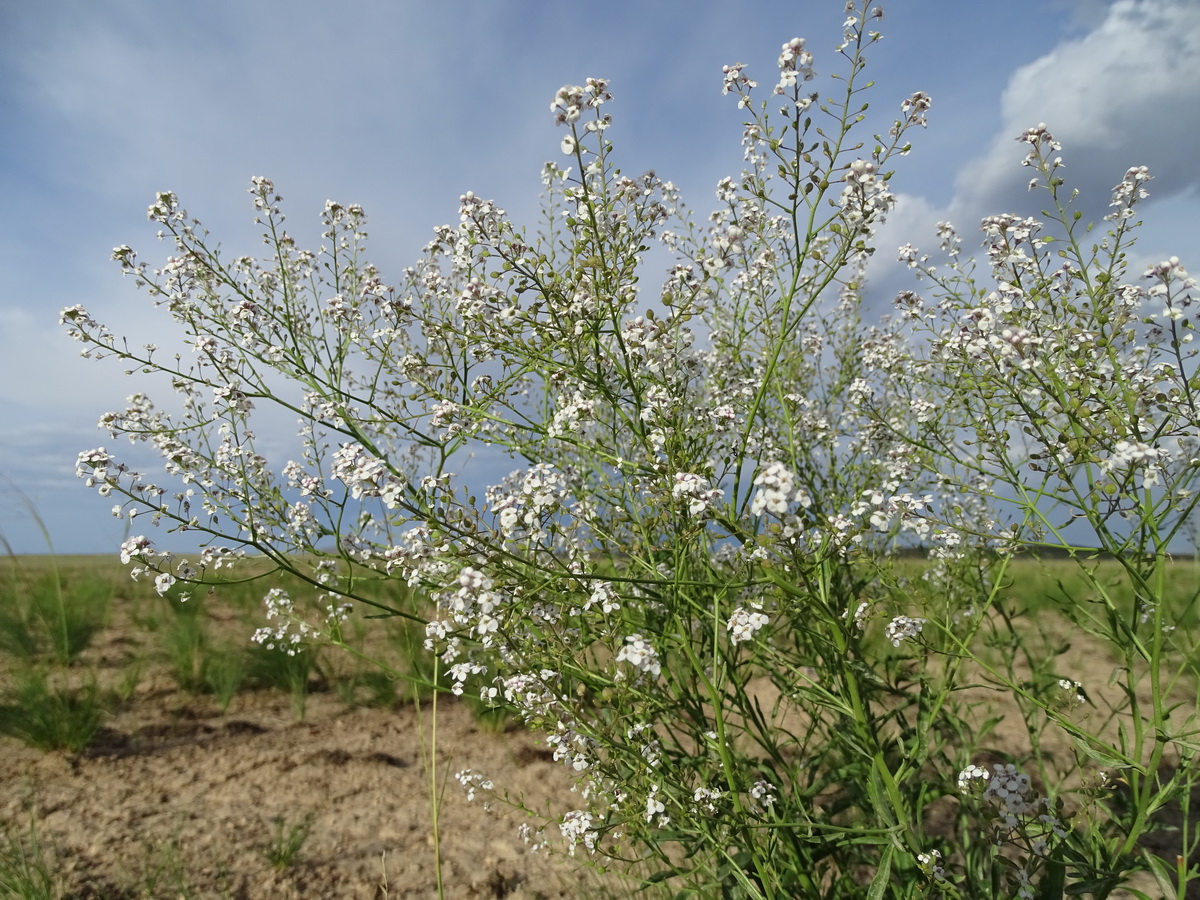 Изображение особи Lepidium ferganense.