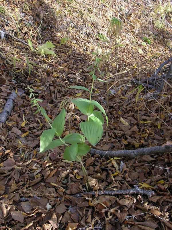 Image of Epipactis papillosa specimen.