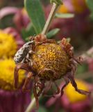 Chrysanthemum indicum. Увядающее соцветие с кормящимся долгоносиком. Казахстан, Восточно-Казахстанская обл., г. Усть-Каменогорск, Архитектурно-ландшафтный музей-заповедник. 15.10.2013.