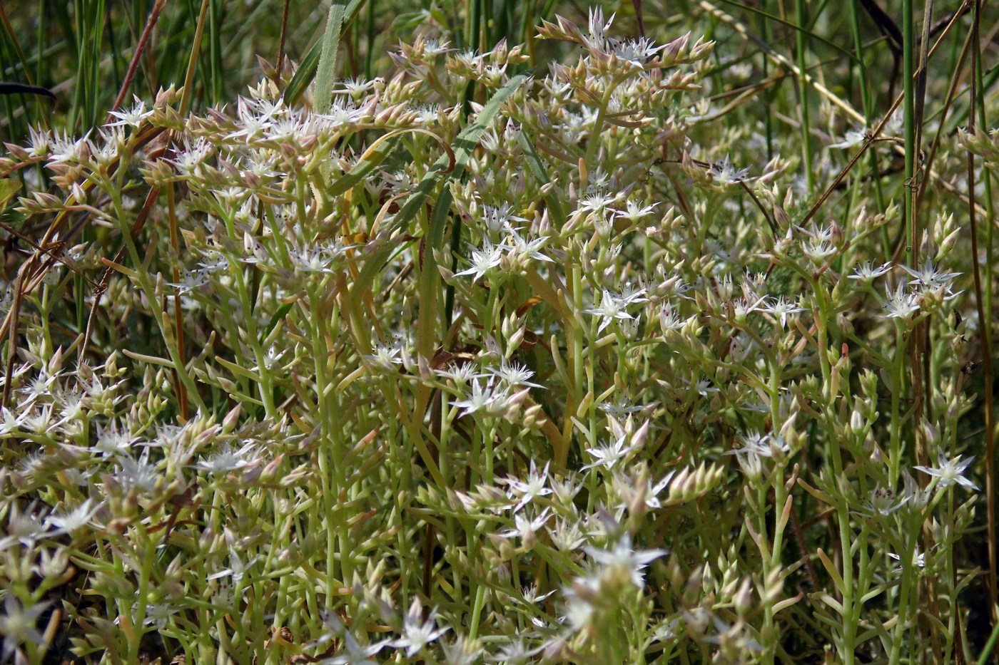 Image of Sedum pallidum specimen.