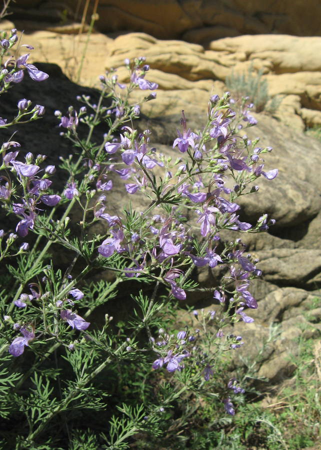 Image of Teucrium orientale specimen.