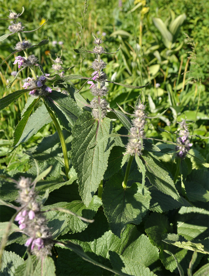 Image of Phlomoides alpina specimen.