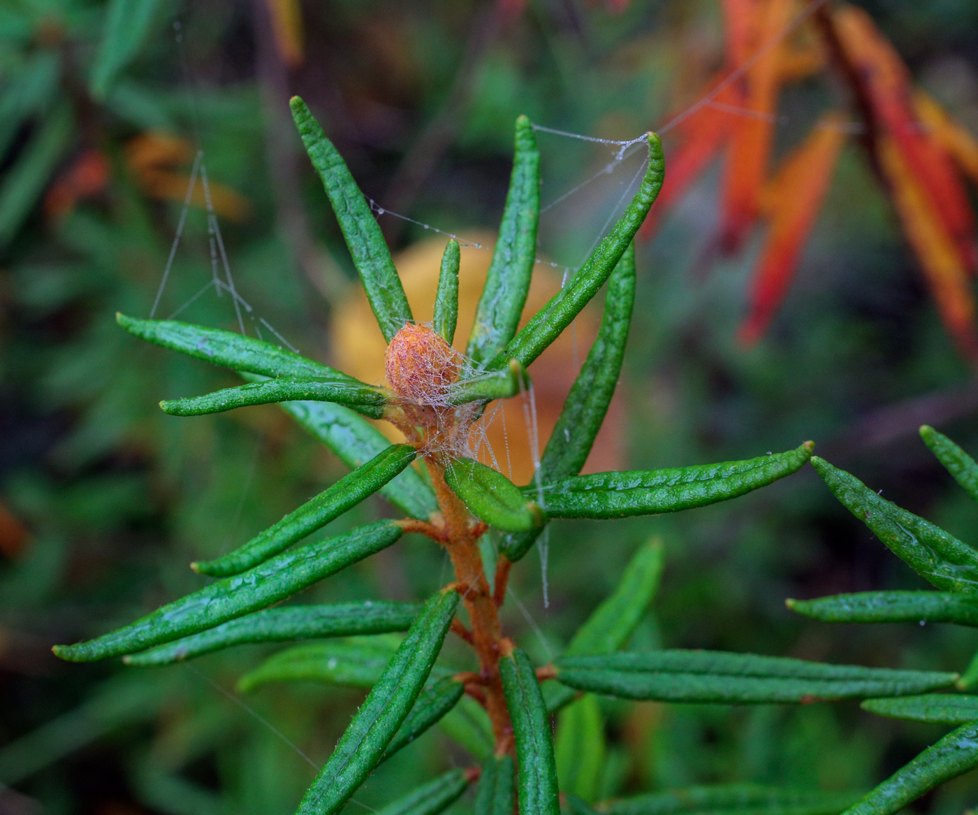 Image of Ledum palustre specimen.