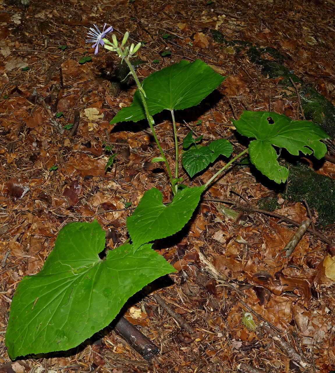 Image of Cicerbita petiolata specimen.