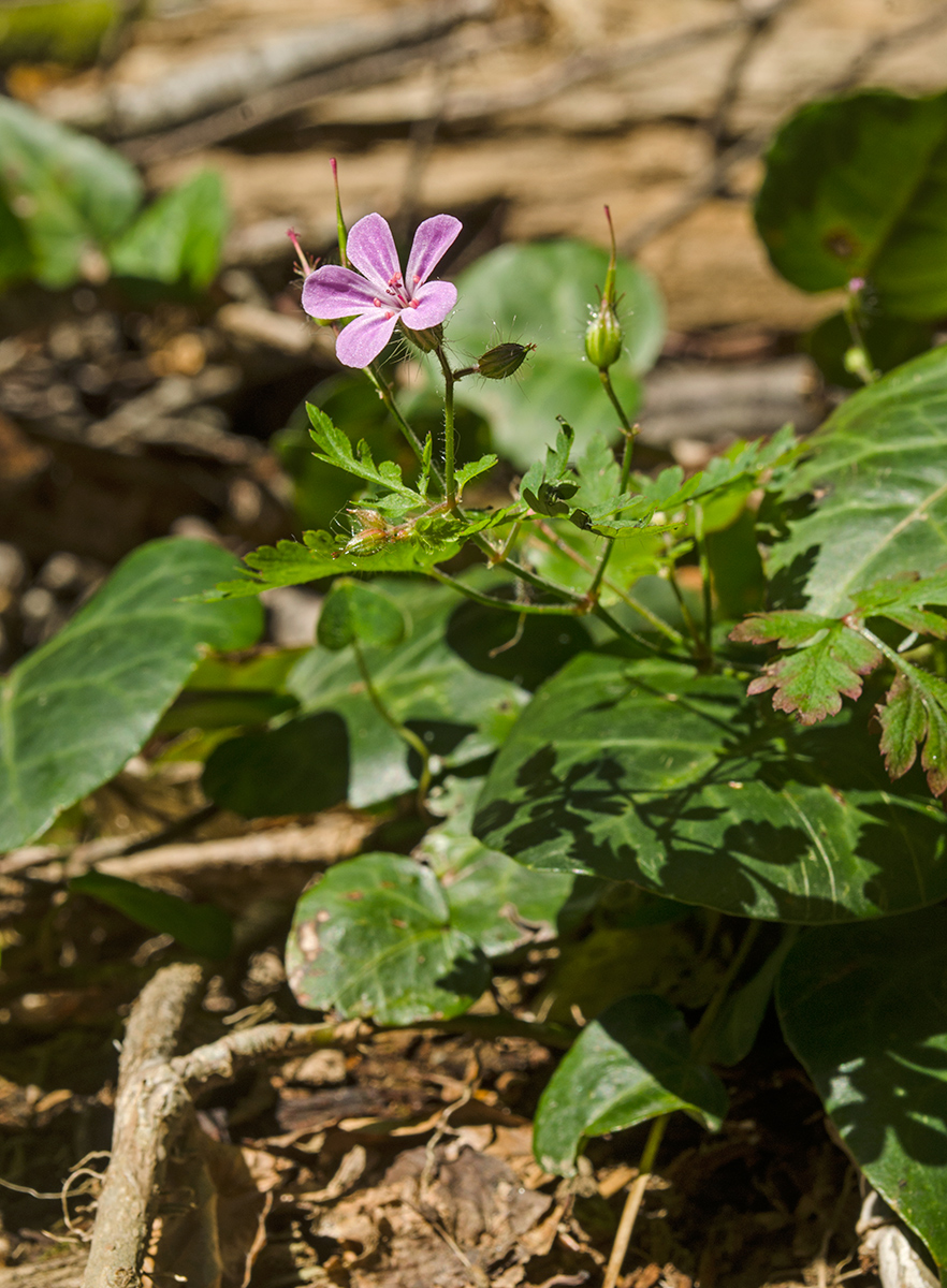 Изображение особи Geranium robertianum.