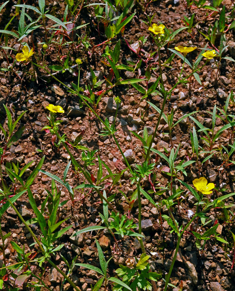 Image of genus Ranunculus specimen.