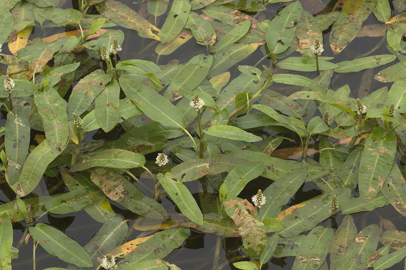 Image of Persicaria amphibia specimen.