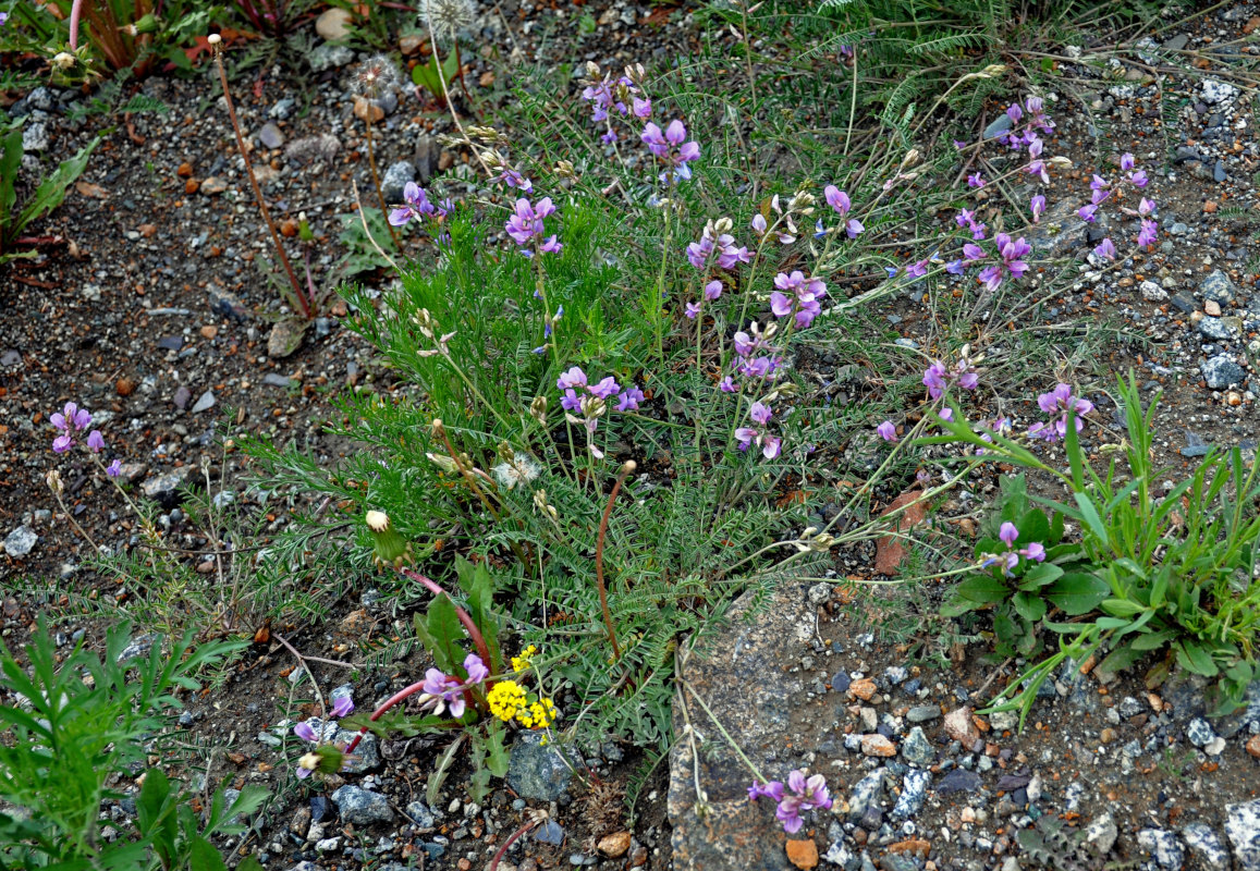 Image of Oxytropis teres specimen.