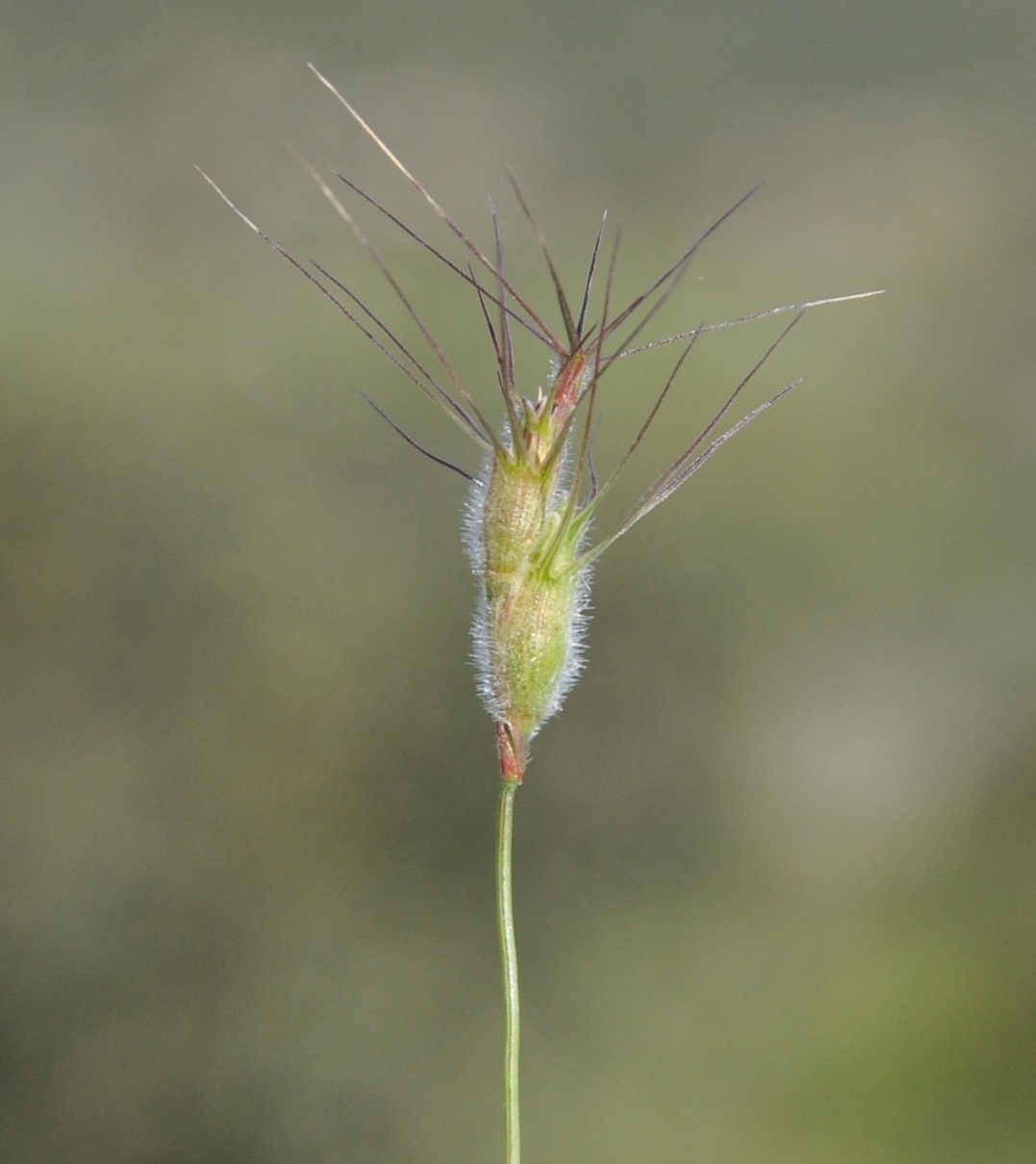 Image of genus Aegilops specimen.