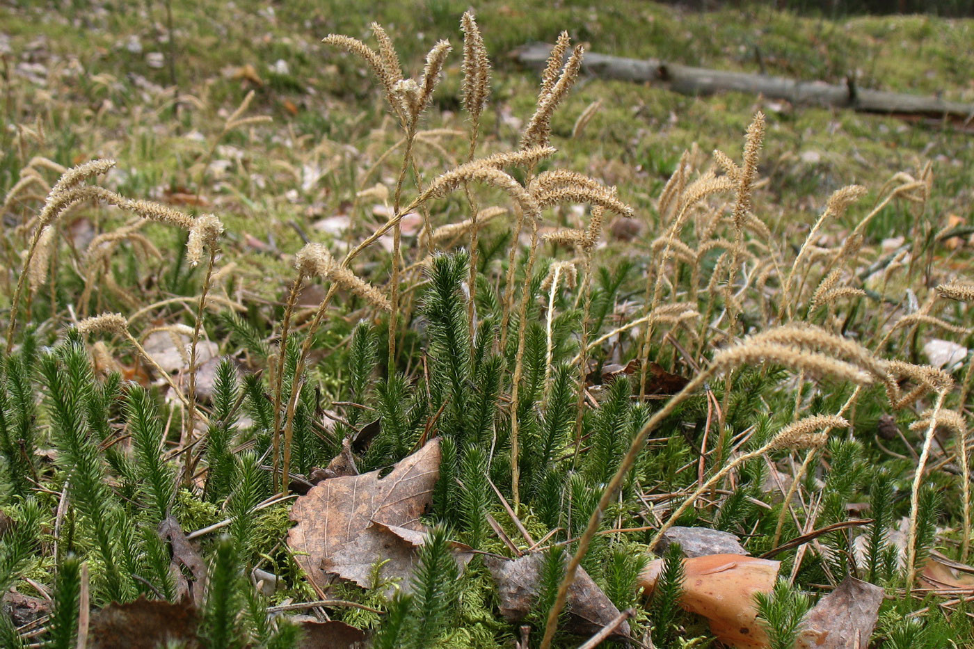 Изображение особи Lycopodium clavatum.