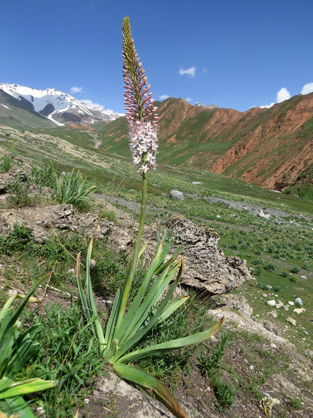 Изображение особи Eremurus robustus.