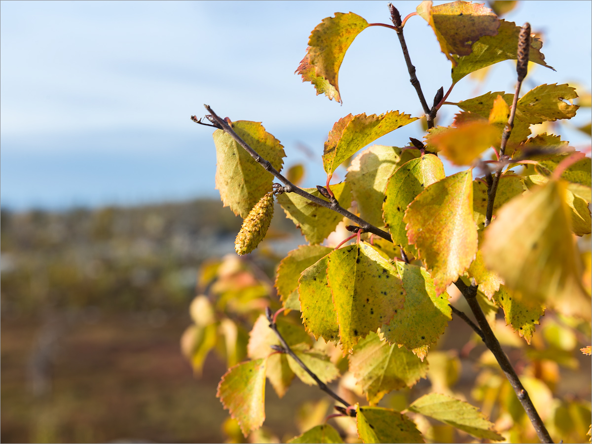 Изображение особи род Betula.