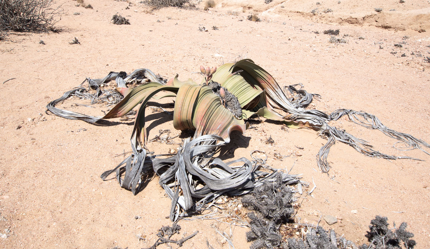 Image of Welwitschia mirabilis specimen.