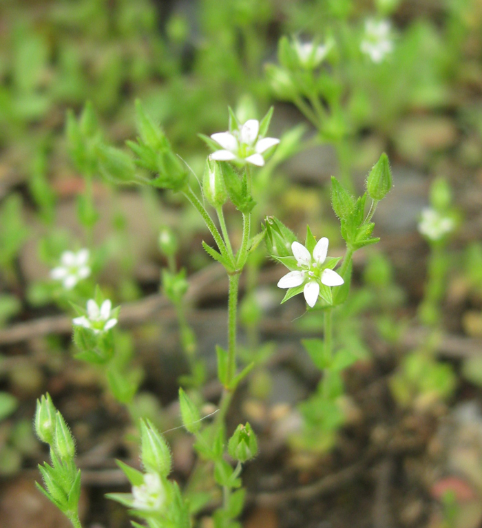 Image of Arenaria serpyllifolia specimen.