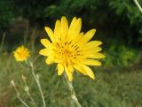 Tragopogon borysthenicus. Соцветие. Украина, г. Запорожье, балка между Космическим мкрн. и Опытной станцией, участок степной растительности возле лесонасаждений. 29.06.2020.