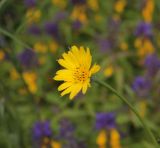 Tragopogon orientalis. Соцветие. Калужская обл., Боровский р-н, окраина дер. Сатино, край дороги. 3 июля 2020 г.