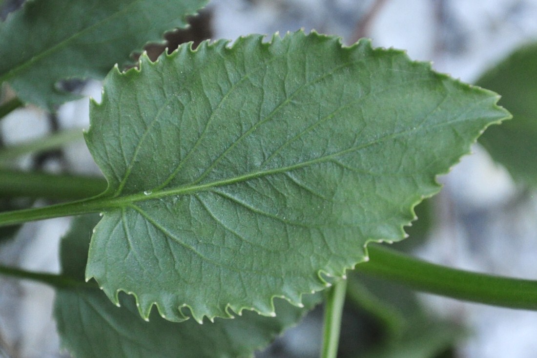 Image of Campanula versicolor specimen.