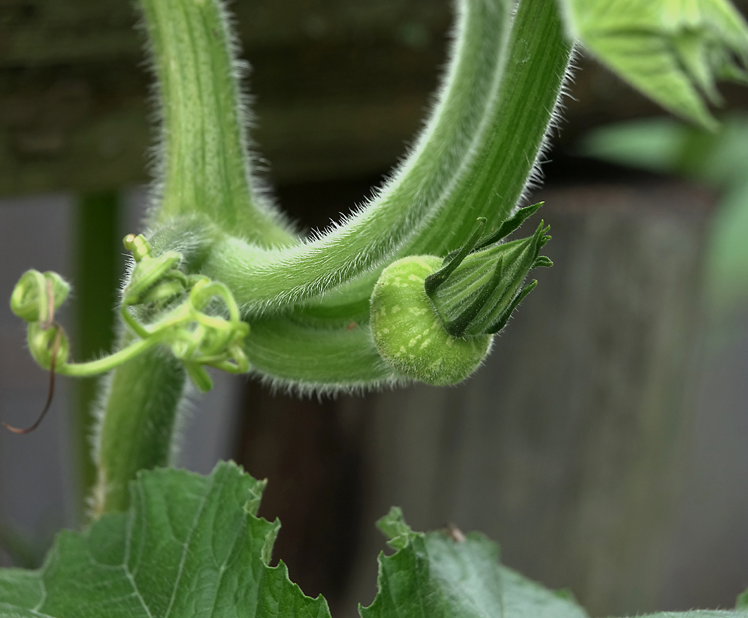 Image of Cucurbita pepo specimen.