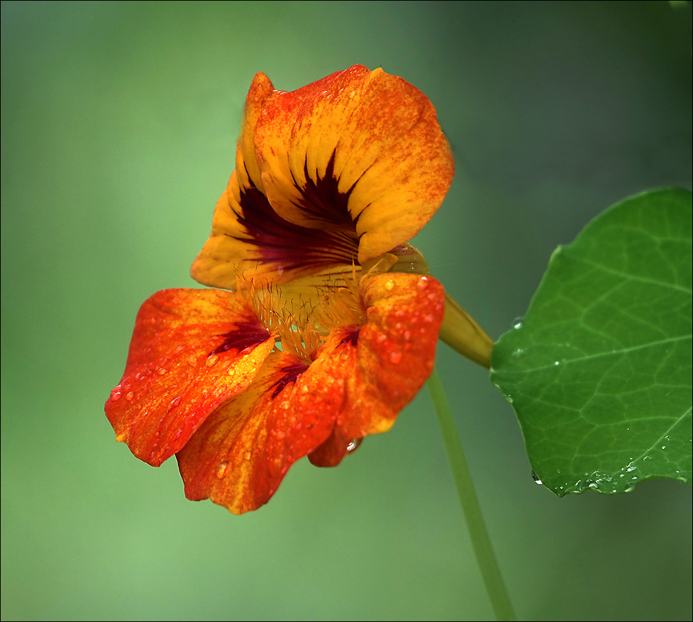 Image of Tropaeolum majus specimen.