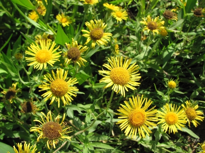 Image of Inula britannica specimen.