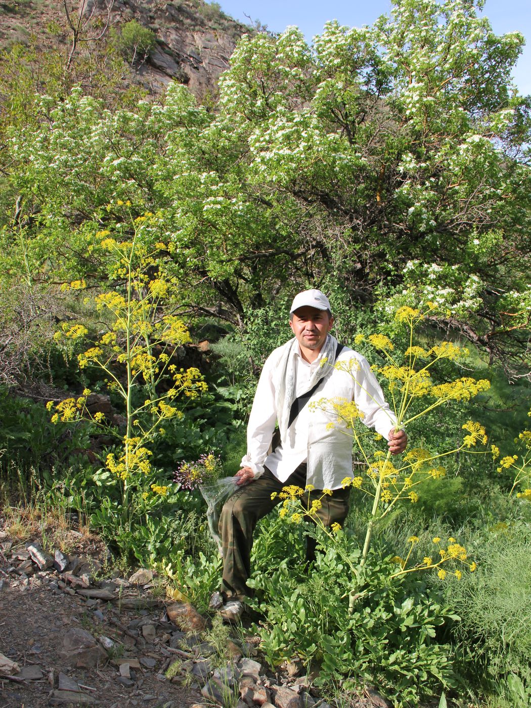 Image of Ferula kokanica specimen.