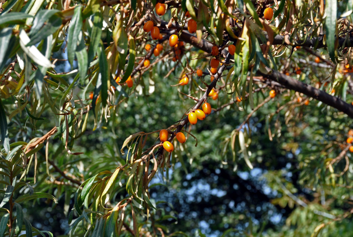 Image of Hippophae rhamnoides specimen.