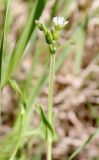 Cerastium holosteoides. Верхушка цветущего растения. Ярославская обл., Брейтовский р-н, зарастающий луг на 20-летней залежи. 15.06.2020.