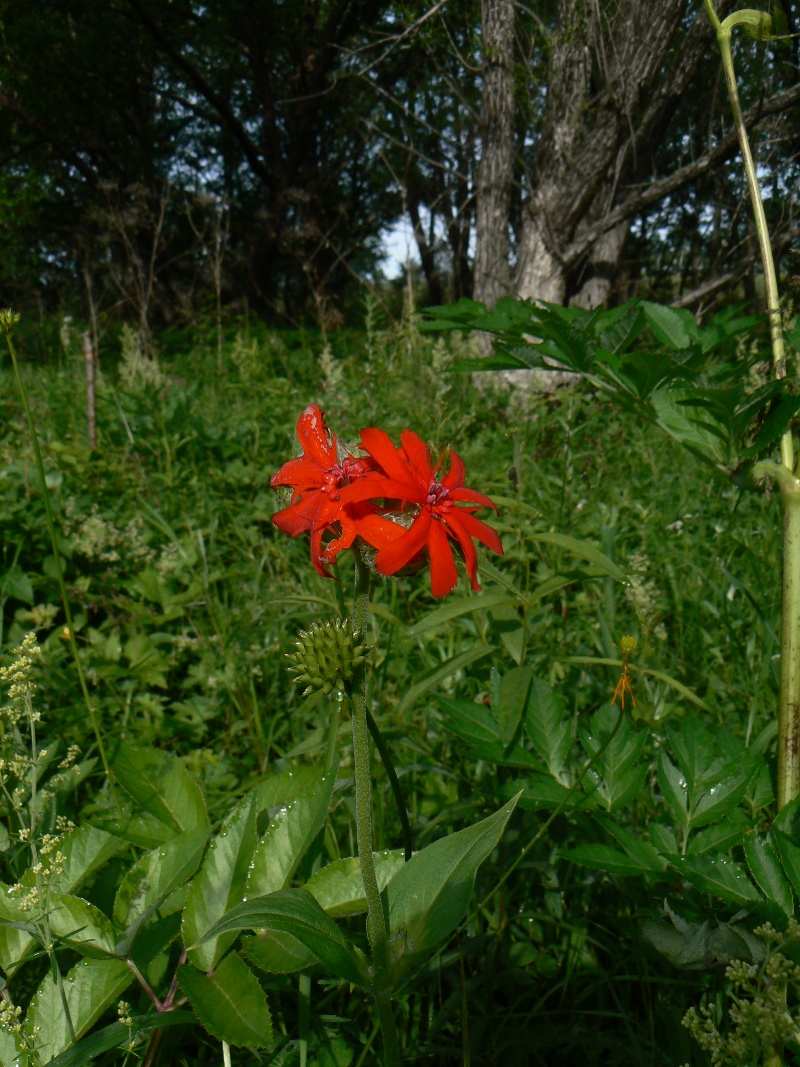 Изображение особи Lychnis fulgens.