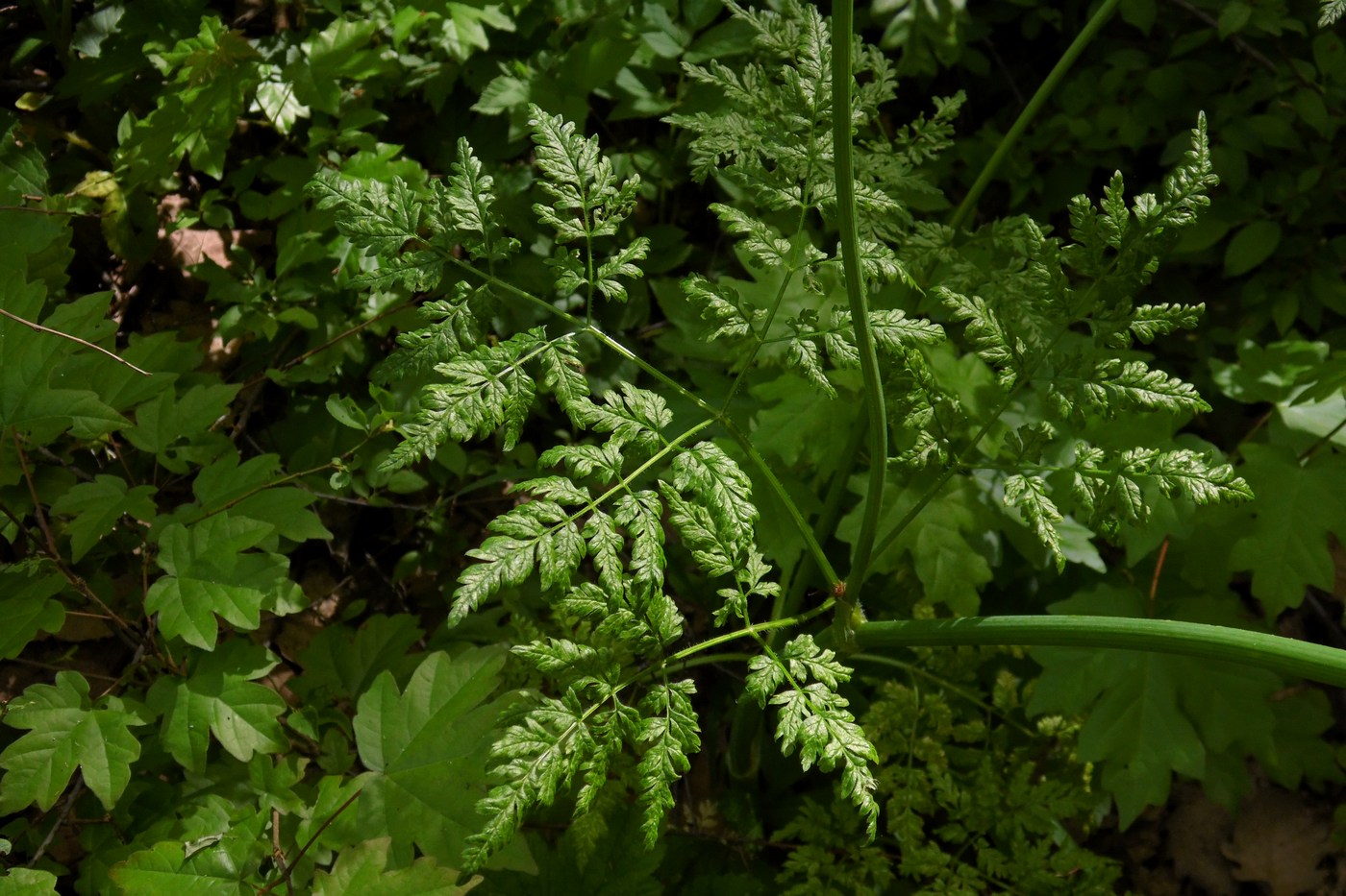 Image of Anthriscus sylvestris specimen.