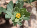 Euphorbia sarawschanica