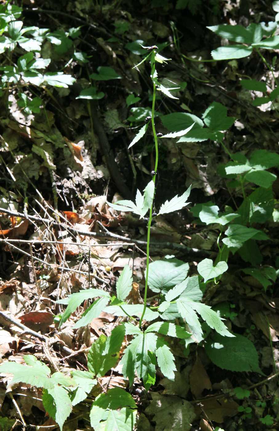 Image of Cardamine bulbifera specimen.