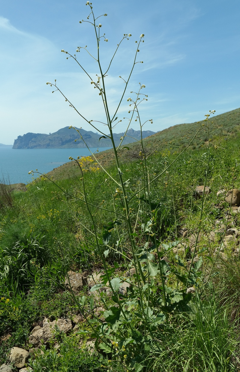 Изображение особи Crambe koktebelica.