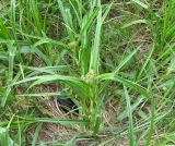 Scirpus sylvaticus