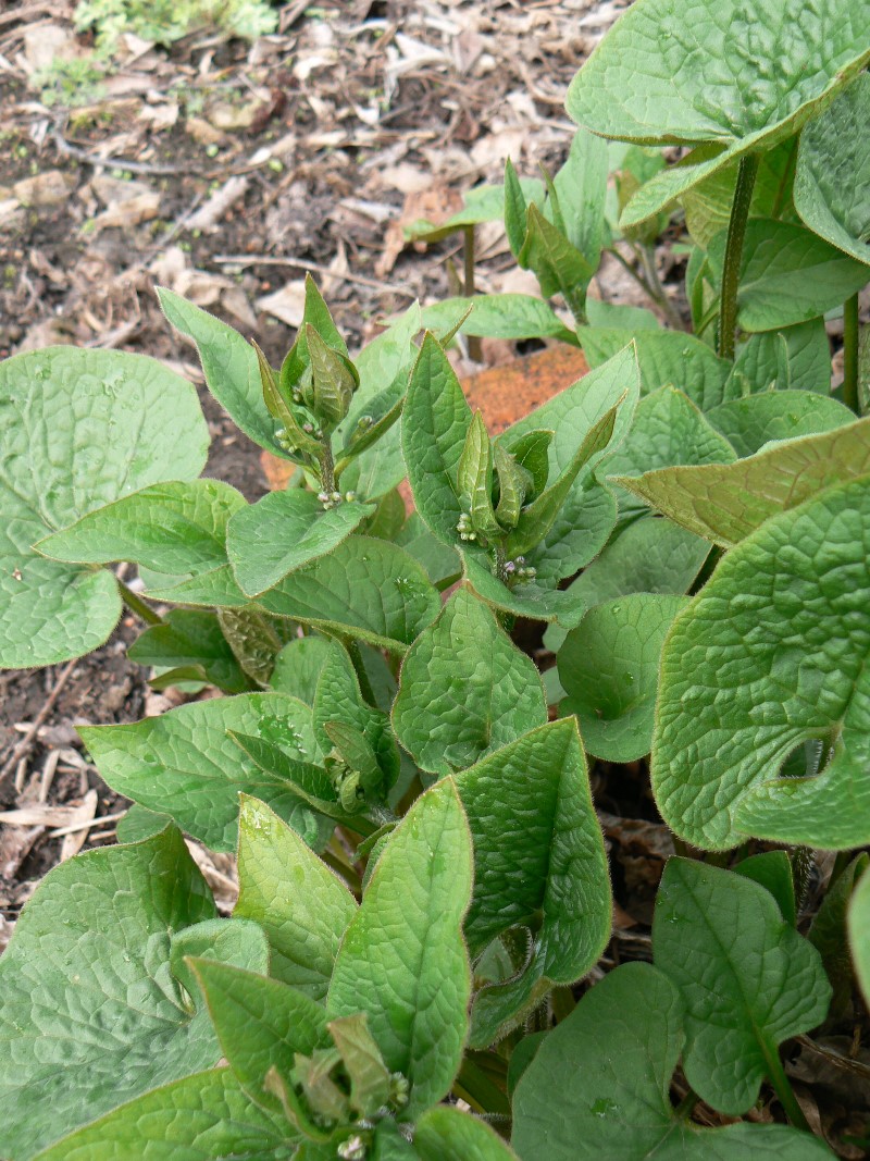 Image of Brunnera macrophylla specimen.