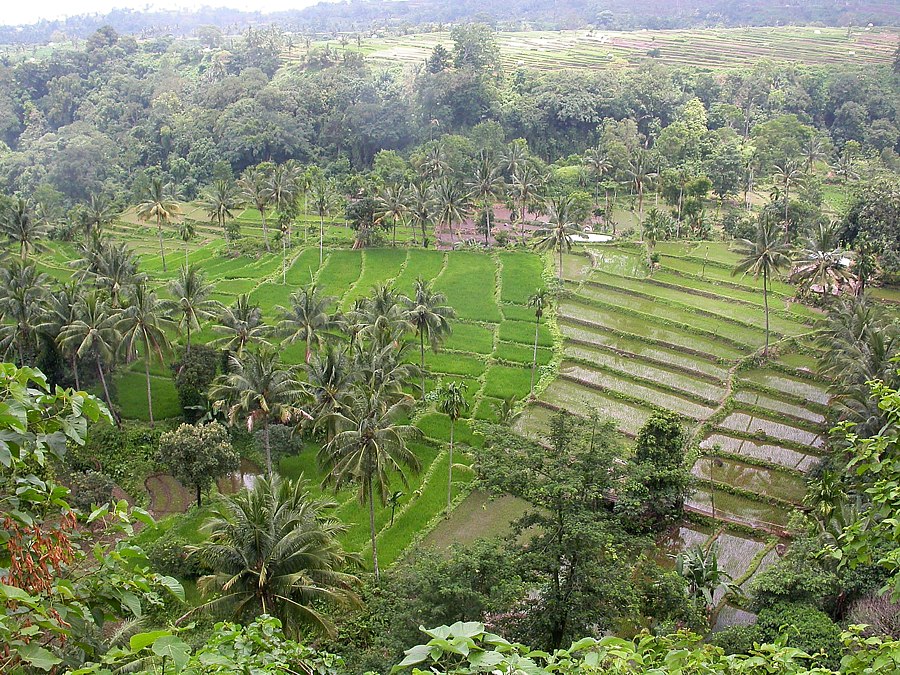 Image of Oryza sativa specimen.